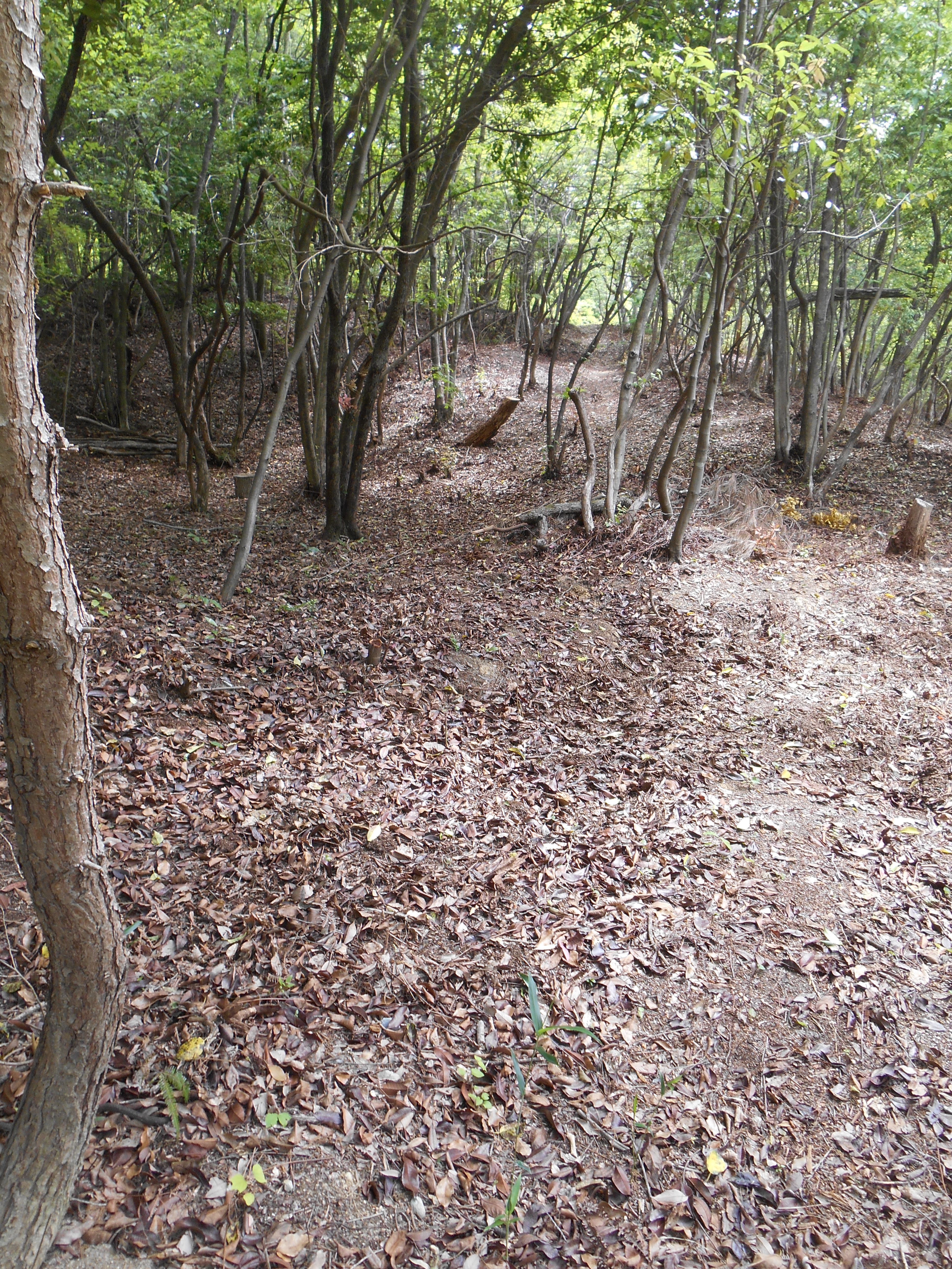 粟生の森の小径